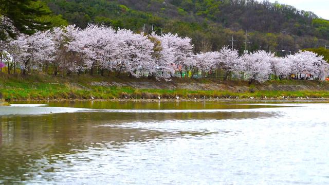 Blossom 4K | Cherry Blossom with Flute Music | Peach, Apple, Plum, Magnolia Flowers in Bloom UHD смотреть онлайн