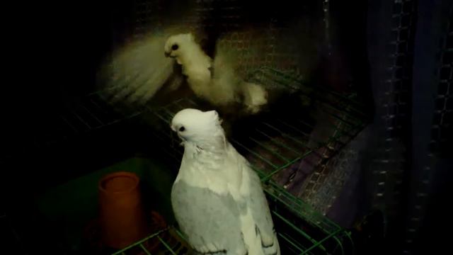 ГОЛУБИ ВОСТОЧНЫЕ ЧАЙКИ смотреть онлайн