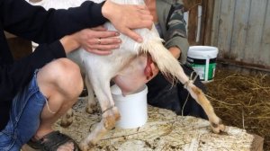 После окота. Коза окотилась. Кормление новорожденных козлят