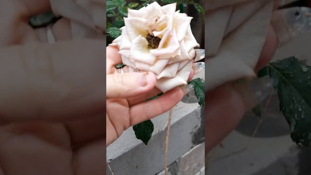 Стойкий Марракеш смотреть онлайн