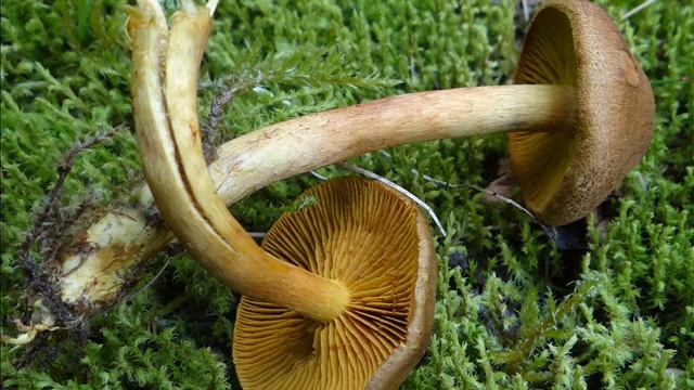 Cortinarius croceus смотреть онлайн