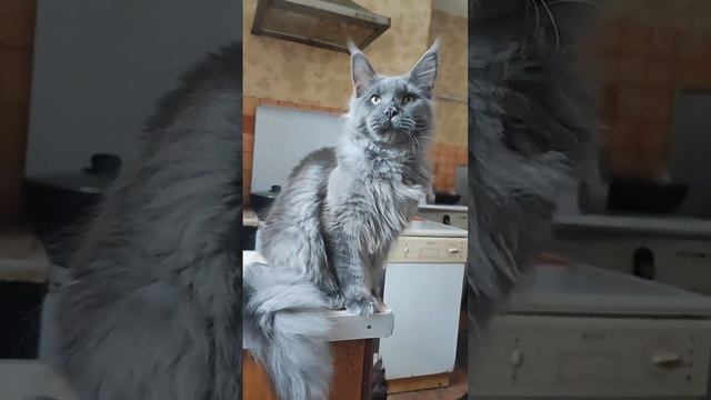 кот мейн-кун голубой дым 7 мес смотреть онлайн