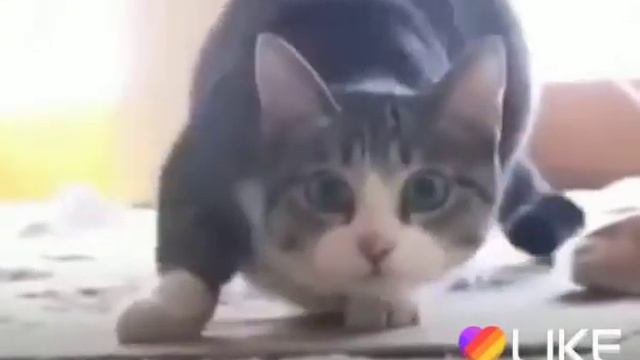 Люблю эту кисю смотреть онлайн