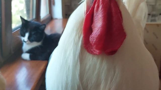 ЖИВОТНАЯ СОЛЯНКА (кошки, мышка, петушок, стриж, голуби, чайки) смотреть онлайн