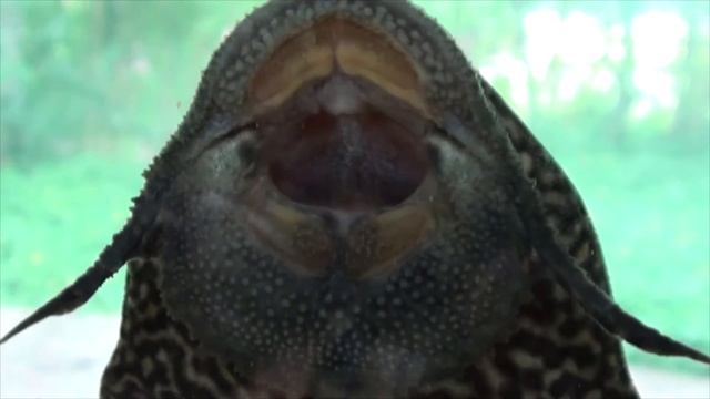Sucker Fish (Hypostomus plecostomus) - Mouth Respiration смотреть онлайн