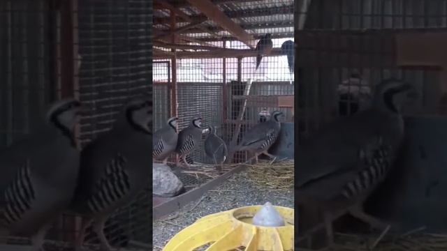 кеклики в домашних условиях смотреть онлайн