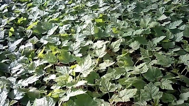 Малина Атлант Саженцы первого года смотреть онлайн