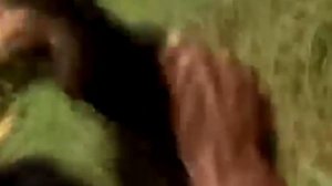 МЕДВЕДИ - ЛЮДОЕДЫ