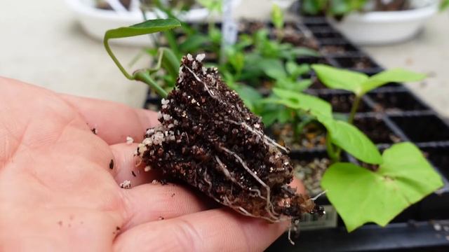 【挿し芽で寄せ植え】たった4株で！春から秋までいつもの10倍楽しめる(ﾟ∀ﾟ)✨カリブラコア、ベゴニア🌼Make hanging with propagate from cuttings🌱 смотреть онлайн