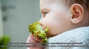 Прикорм брокколи: что учесть и как приготовить?