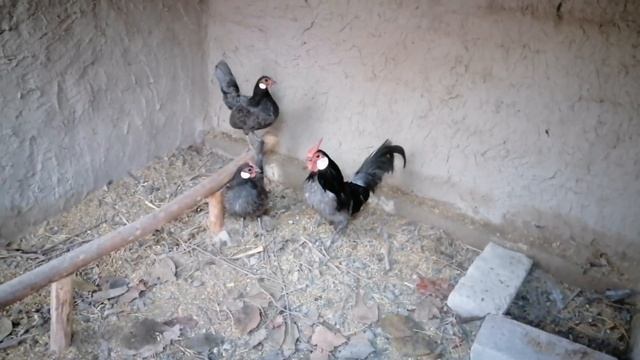 #UY #SHAROITIDA  BRAMA VA  QORA TOVUQ BOQISH DAROMADLI  BIZNESI