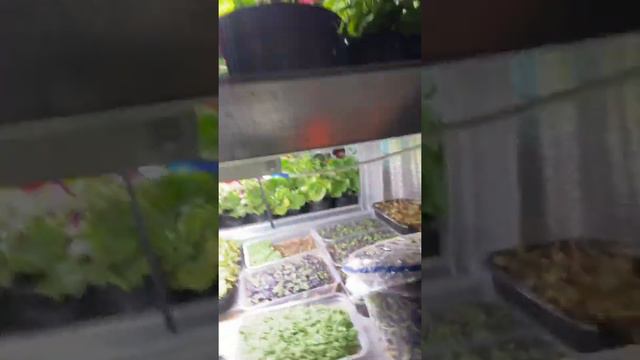 Змиёв ❤️ Микрозелень без денег ☘️✌️ смотреть онлайн