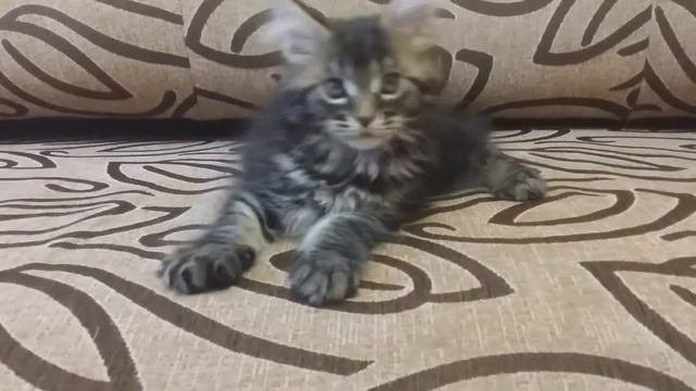 Питомник мейн кунов Avacoon - Полина. смотреть онлайн