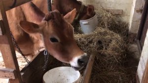 Как содержать коров зимой? | Кормление, уход, содержание коровы в зимнее время