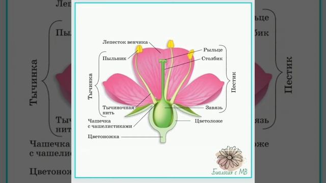 Строение цветка