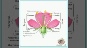 Строение цветка