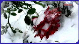 ЛЮБОВЬ ПОД ЗИМНИМ НЕБОСВОДОМ - ст. Е. Дубиц, муз и исп. В. Мотор