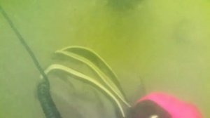 Подводный поиск с системой Хука и металлоискателем. Как он есть на самом деле.