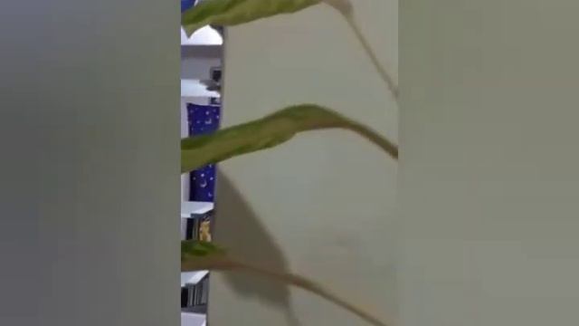 Wow 😲 first time kong mag alaga 😍 Nabuhay ang aglaonema ko 😘👍 смотреть онлайн