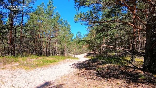 ПЕНИЕ ЛЕСНЫХ ПТИЦ УСПОКОИТ НЕРВНУЮ СИСТЕМУ,СНИМЕТ СТРЕСС,А КРАСАВИЦА ПРИРОДА ЗАРЯДИТ ЭНЕРГИЕЙ . смотреть онлайн