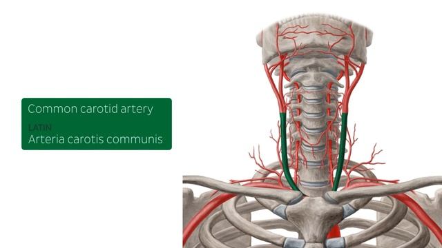Neurovasculature and lymph nodes of the neck (preview) - Human Anatomy | Kenhub смотреть онлайн
