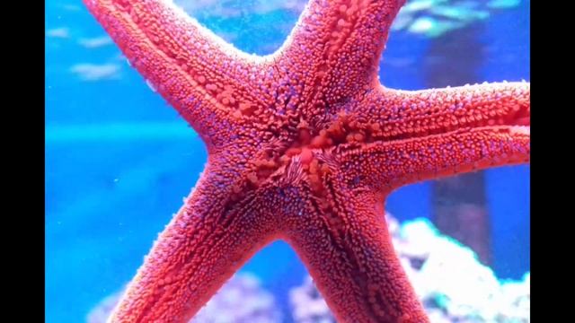 Путешествие морской звезды смотреть онлайн