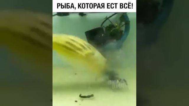 Рыба которая ест все смотреть онлайн