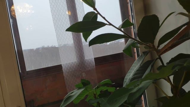 Инжир в Дмитрове. Зимняя фига 11.12.23 смотреть онлайн