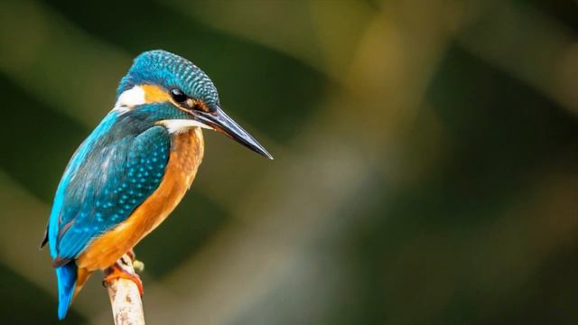 Bird and cello (Hauser Hungarian Rhapsody) смотреть онлайн