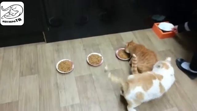 3 миски, 2 кота и только ОДИН победитель смотреть онлайн