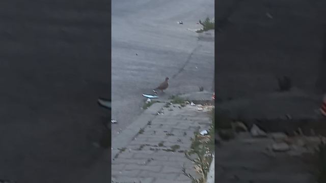 سبحان الله #دعاء صباح الأحد 28 ذو الحجة 1444 ١٦ يوليو ٢٠٢٣ #youtube #shorts4 #قران كريم #144 2 смотреть онлайн