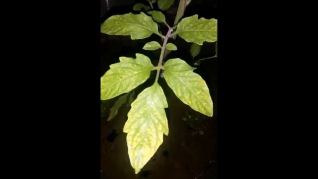 Пожелтели и осветлились нижние листочки у рассады - стоит ли бить тревогу? смотреть онлайн