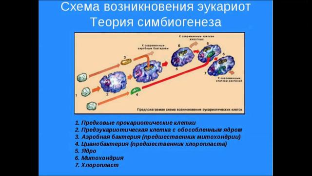 Основные этапы развития жизни. Урок биологии. смотреть онлайн