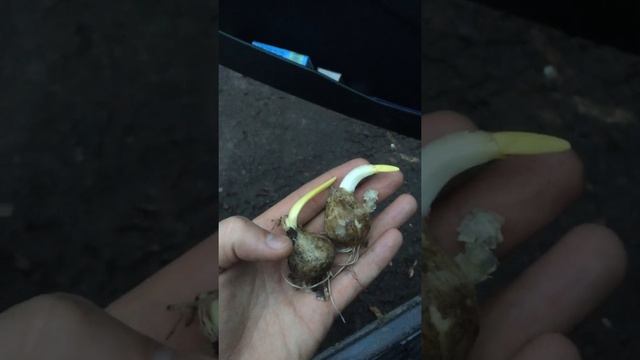 12 марта 2019 год. Только сошёл снег, как выглядит чеснок после зимы