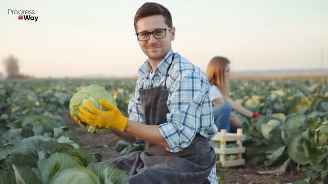 ПОДКОРМИТЕ ТАК КАПУСТУ и она будет крепкой и сочной! Понадобится всего 1 ложка на ведро! смотреть онлайн