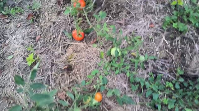 Последний урожай томатов. Томат Клубничный поцелуй. смотреть онлайн