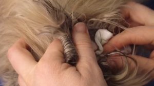 Пекинес Бони. Стрижка Пекинеса. Груминг