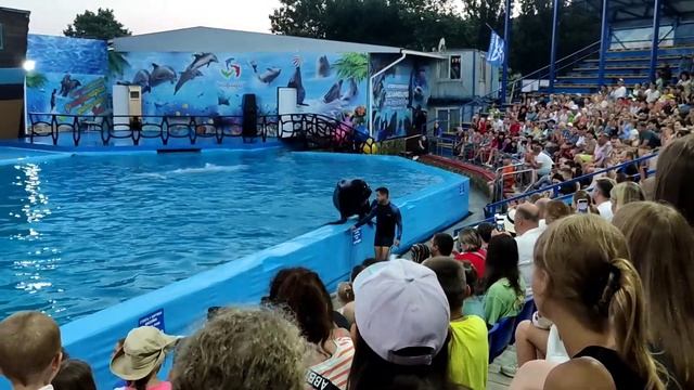 Дельфинарий в Архипо-осиповке 2022 смотреть онлайн