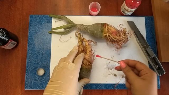 Адениумы: подготовка растений к посадке. Адениумы из Азии. Обрезка подгнившего адениума. смотреть онлайн