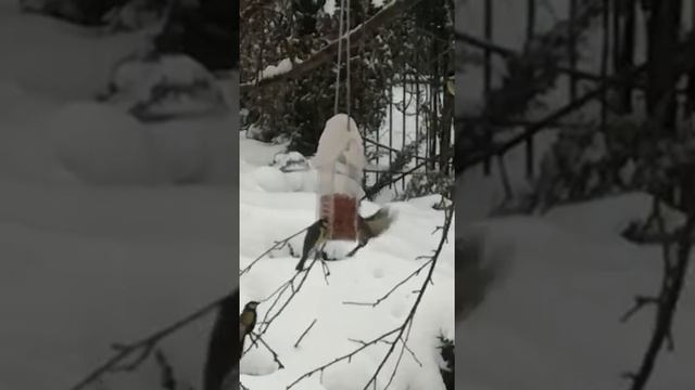 Кормушка для птиц Квартет Арахисовый смотреть онлайн