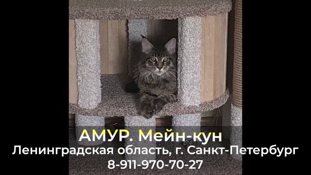 Пропал КОТ ! АМУР , Ленинградская область , г. Санкт-Петербург смотреть онлайн