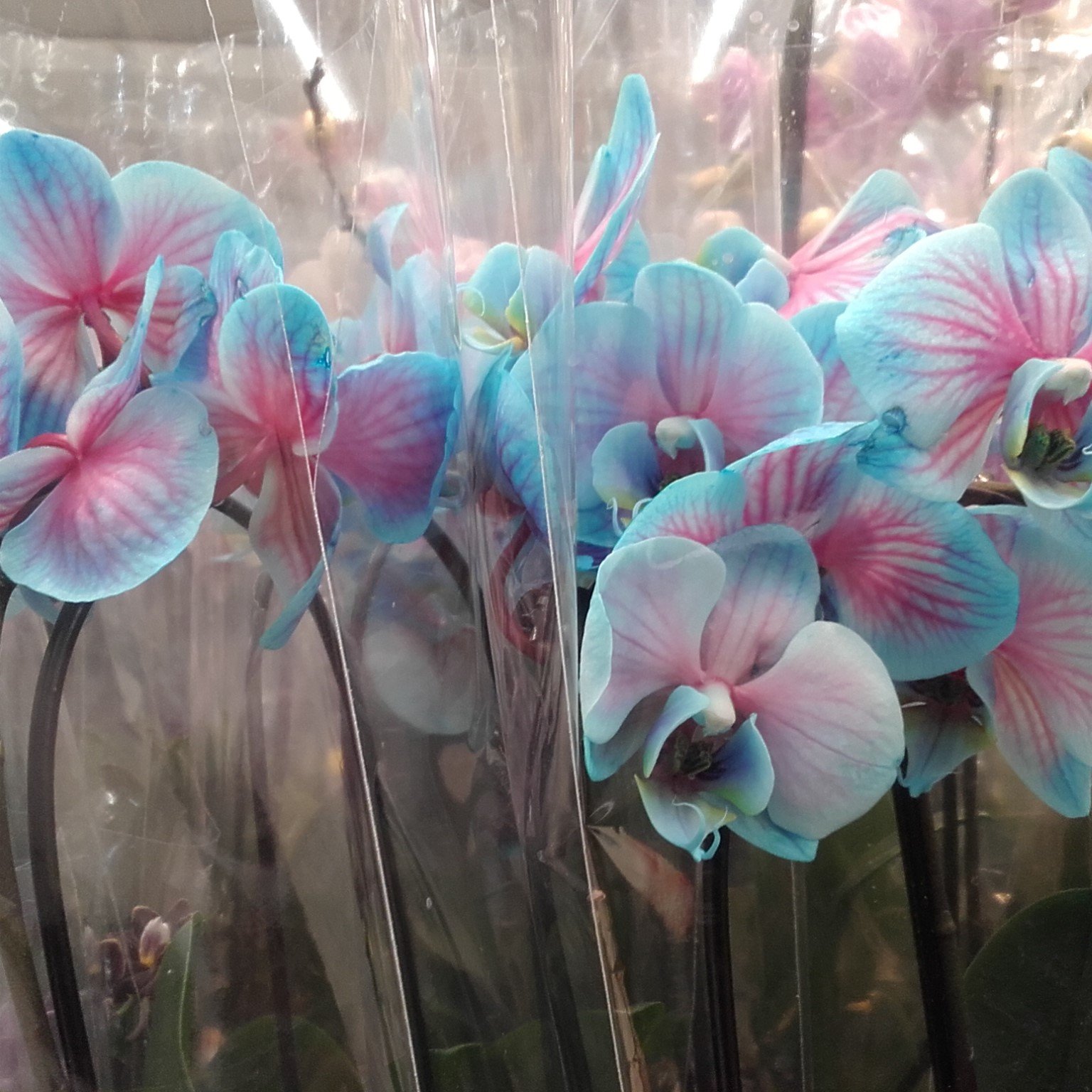 ЧУДЕСНЫЕ НОВЫЕ ПОСТУПЛЕНИЯ ЦВЕТОВ В МАГАЗИН АШАН! смотреть онлайн