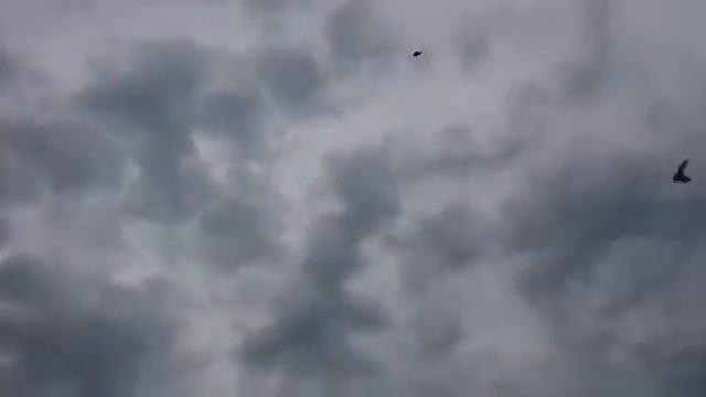 Голуби подмосковья 2 (бабочки) смотреть онлайн