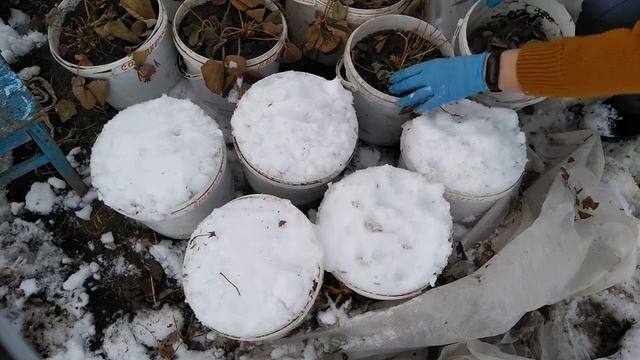 КЛУБНИКА В ВЁДРАХ. Что сделать в марте? смотреть онлайн