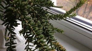Рипсалис (Rhipsalis mesembryanthemoides) собрался цвести 2019 год