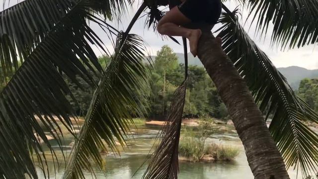 Бананы кокосы смотреть онлайн