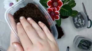 Размножение глоксинии, как из 1 листа сделать 10 новых глоксиний, укоренение листа глоксинии