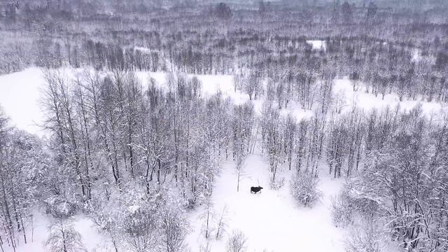 Троя. Обзор жеребят 2020 года рождения смотреть онлайн