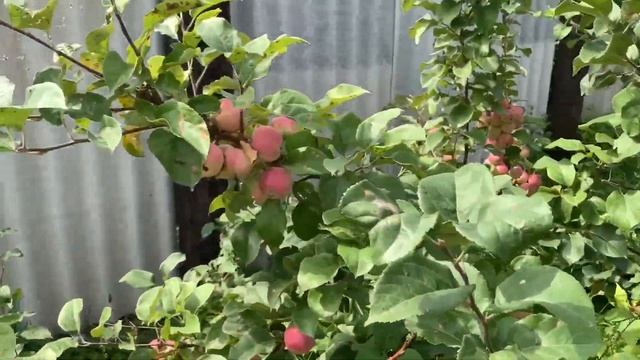 На даче у родителей смотреть онлайн