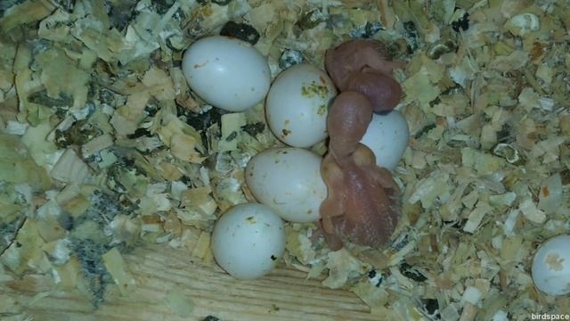 ДВА ПТЕНЦА волнистого попугая ВЫЛУПИЛИСЬ.  РАЗМНОЖЕНИЕ волнистых попугаев.  Самка кормит птенцов